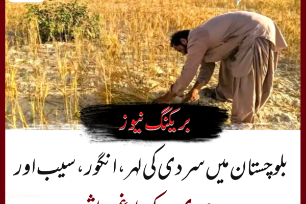 بلوچستان میں سردی کی لہر، انگور، سیب اور چیری کے باغ متاثر